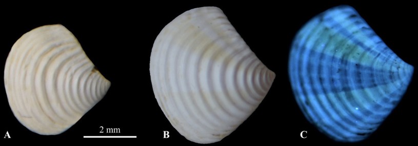 UV Light Reveals Patterns on fossil clams