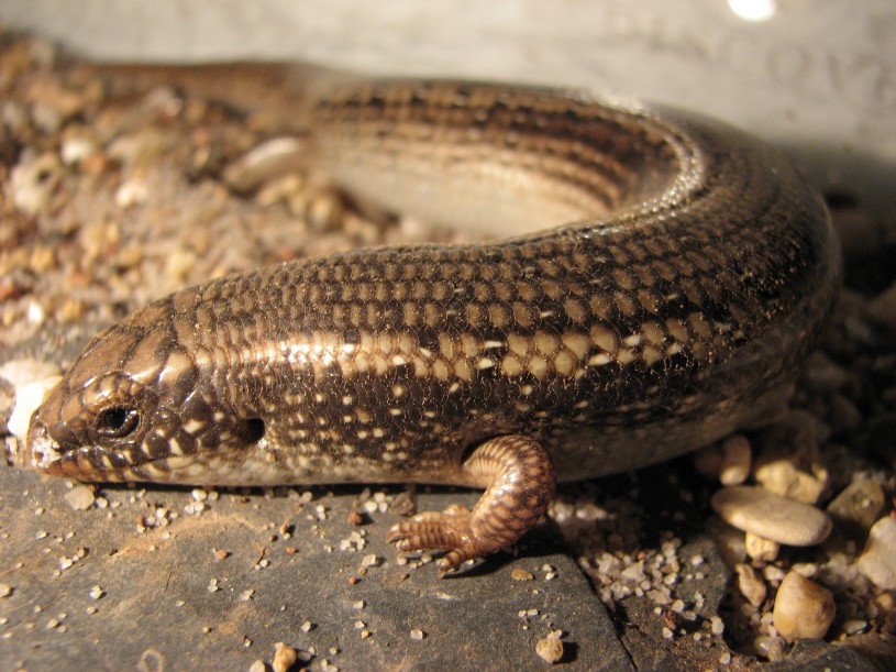 Chalcides ocellatus ocellated skink close up 