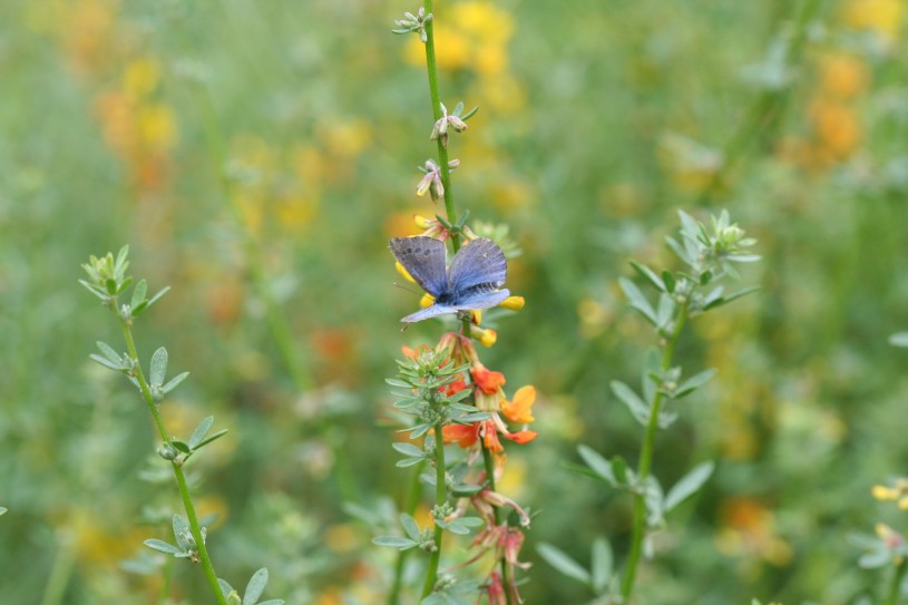 The endangered Palos Verdes blue butterfly alit on a plant