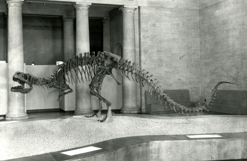 the Antrodemus display in the NHM Foyer from 1964