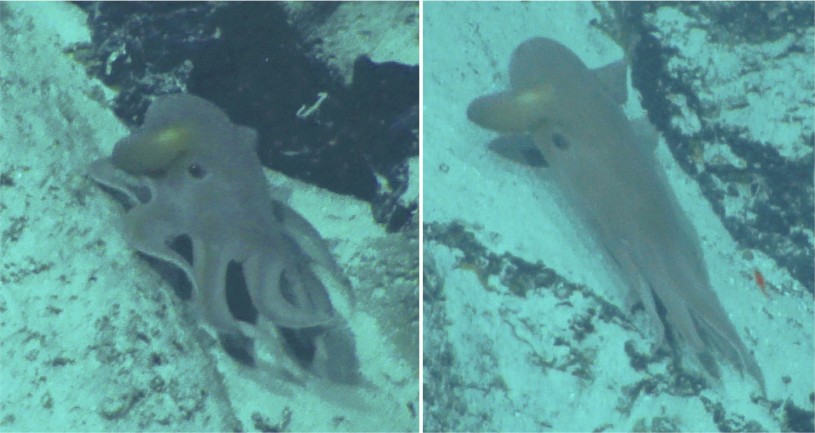 Grimpoteuthis sp. at 797 meters deep off of Minami-daito seamount, April 30, 2024. Photo credit, JAMSTEC, KM Dive #266. Technical assistance and photo capture by Leah Bergman, JAMSTEC.