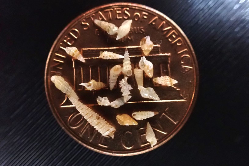Unidentified micro gastropods collected from between 450–700 meters deep off of Minami-daito seamount, April 30, 2024. JAMSTEC KM Dive #266.