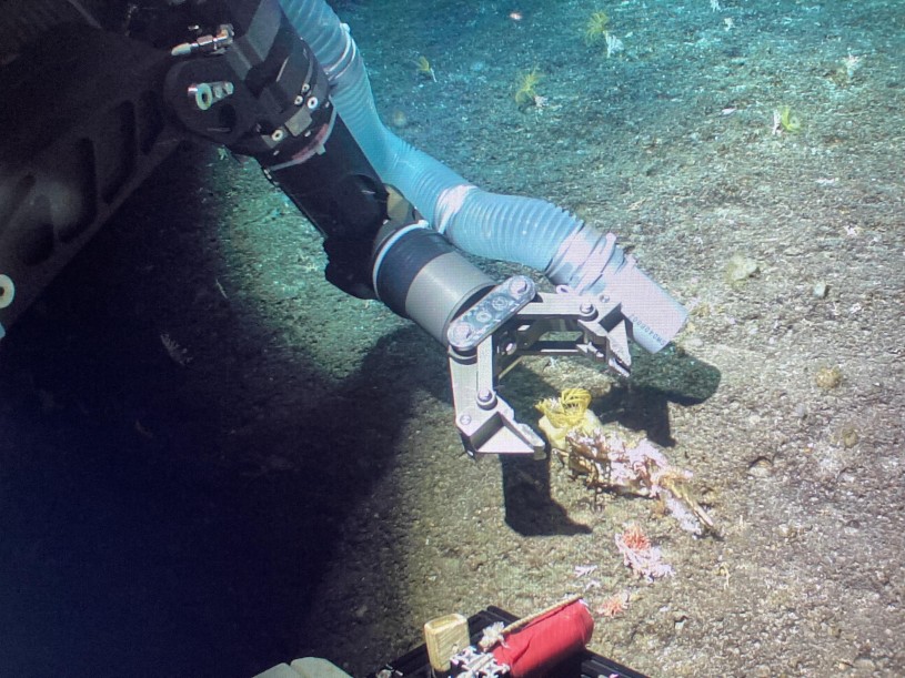  One mechanical arm of the Kaimei ROV picking up an associated group of animals from the deep.