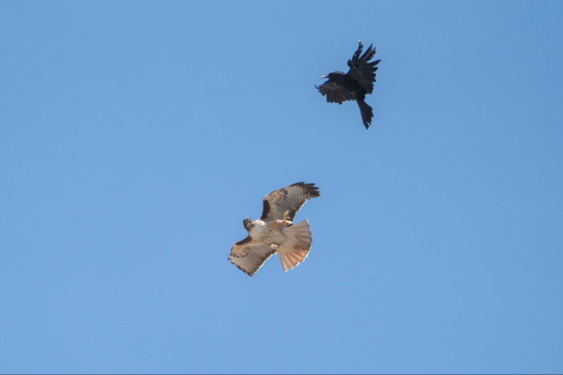 A red-tailed hawk fights a crow