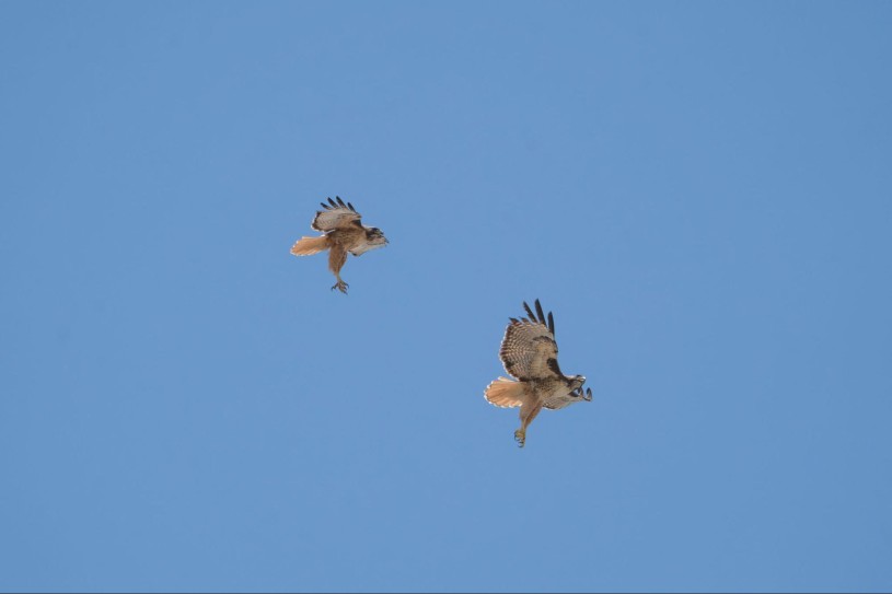 A pair of red-tailed hawks in flight 