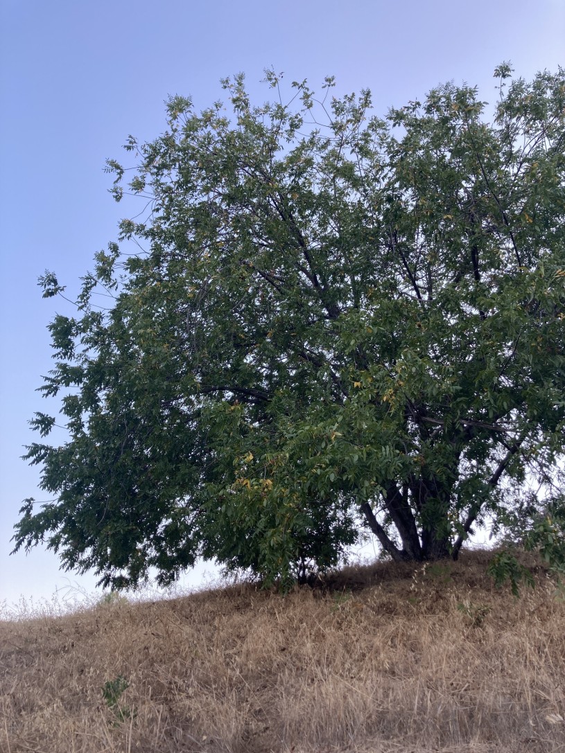 A Southern California Black Walnut iNaturalist observation by user machiko