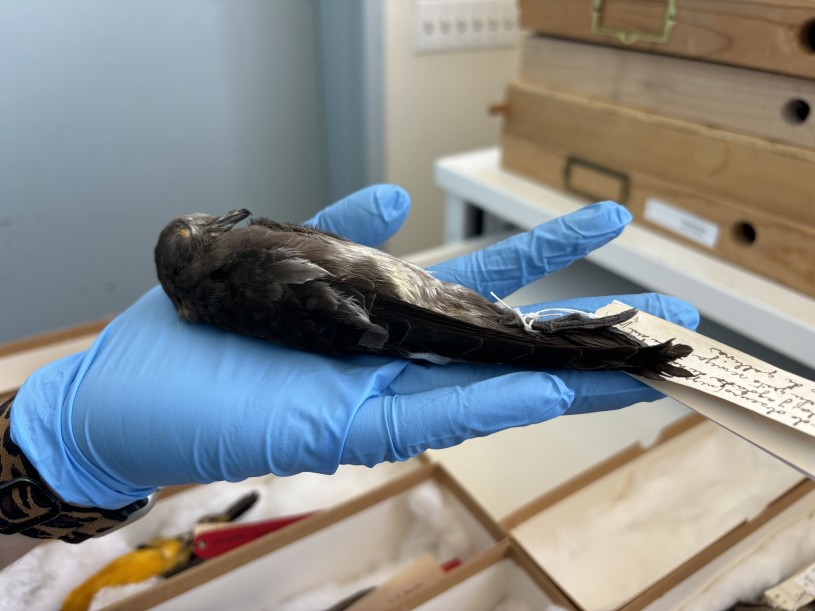 Blue-gloved hand holds a gray bird specimen