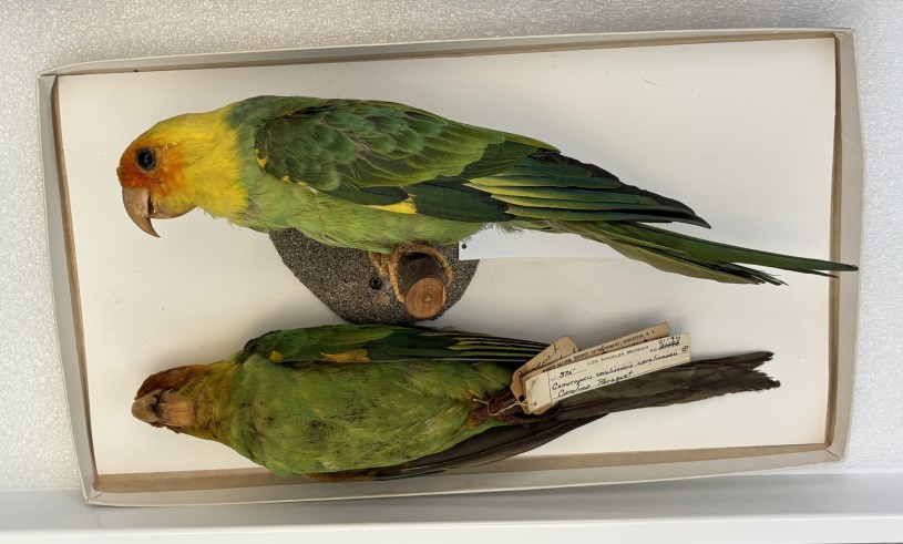 Display specimen of Carolina parakeets in a box