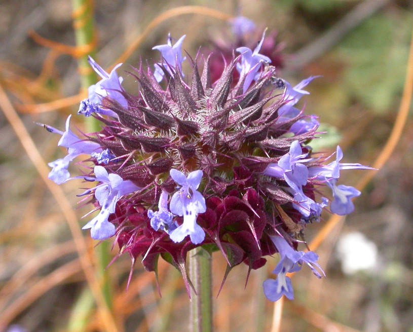 Small purple flowers blooming on a Salvia sage plant