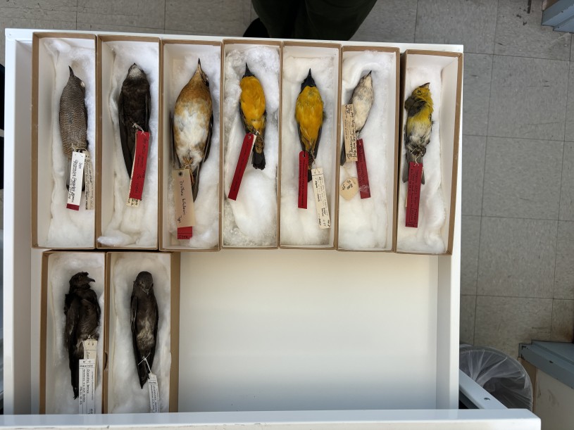 Bird specimens lain in boxes in a an open drawer