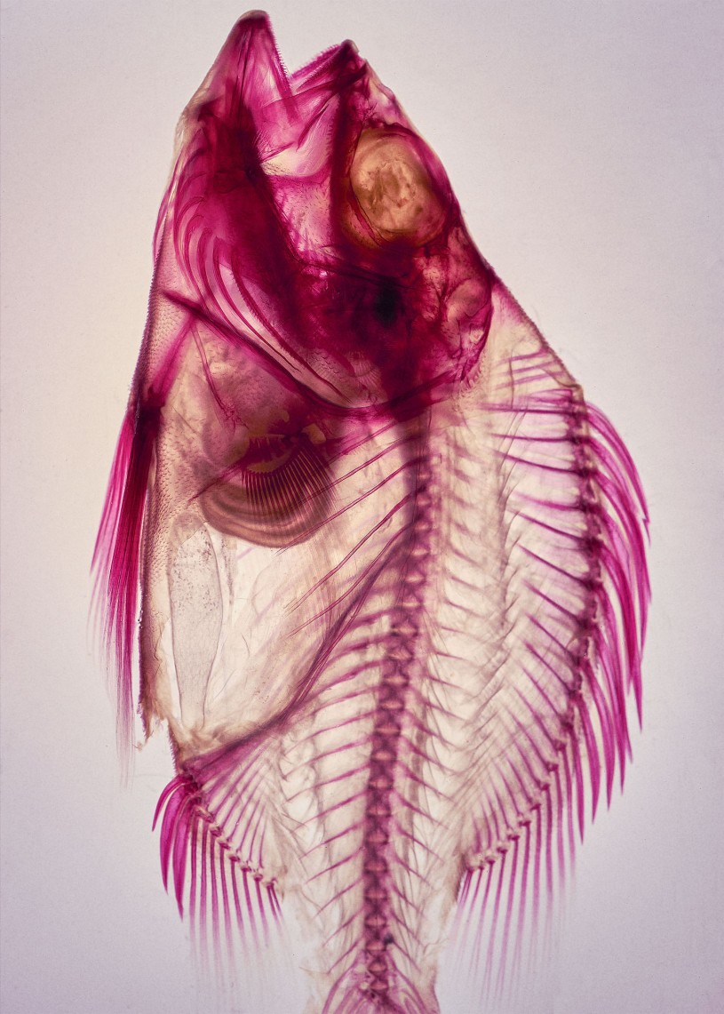 A dyed skeleton of a giant sea bass