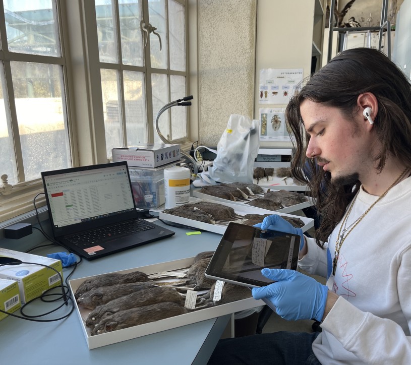 A work study student helps prepare mammal rodent specimens for digitization at a desk in the mammalogy collections. 