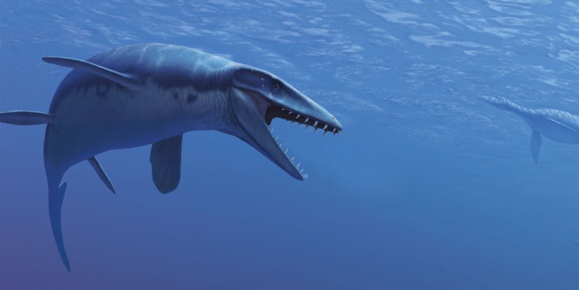 Plotosaur mosasaur swimming in blue purple water with it's mouth, with pointy teeth, open 