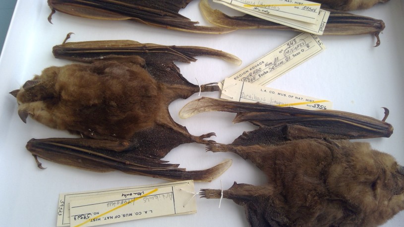 Bat Specimens from the Mammalogy Collection laid back to back with their specimen tags visible
