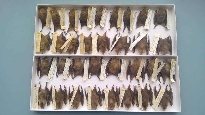 Bat specimens from the NHM's Mammalogy Collection aligned in a drawer