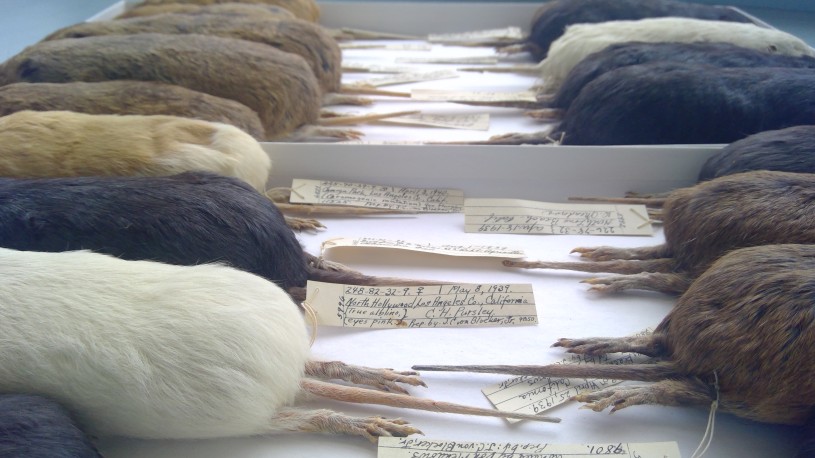 Gopher specimens from the mammalogy collection aligned in a drawer with their tags and tails on view