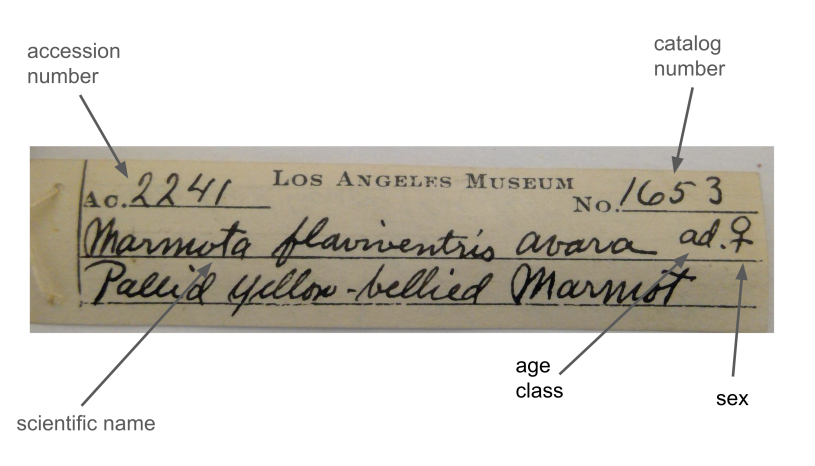 Close up of a specimen tag written in cursive with different elements labeled in type font