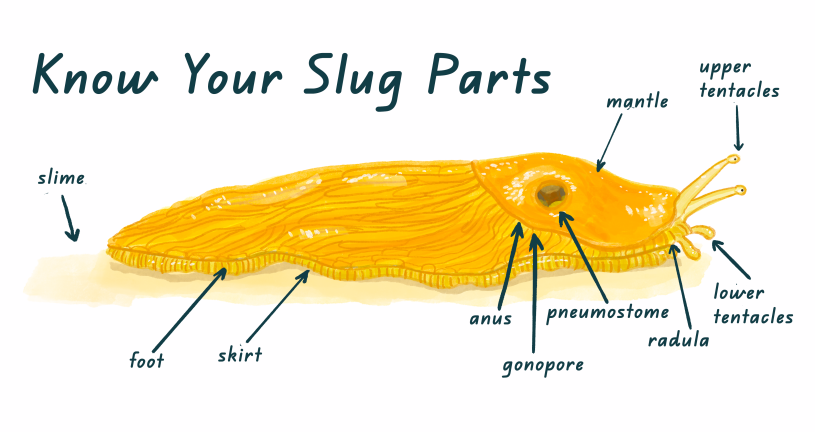 A drawing of a banana slug with labels on its anatomical parts