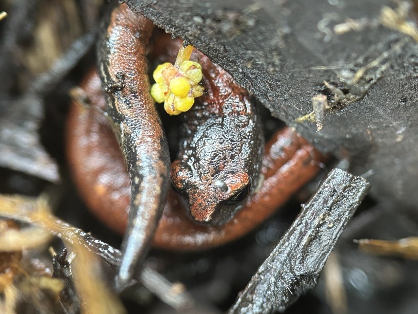 A black-bellied salamander coiled around a yellow flower