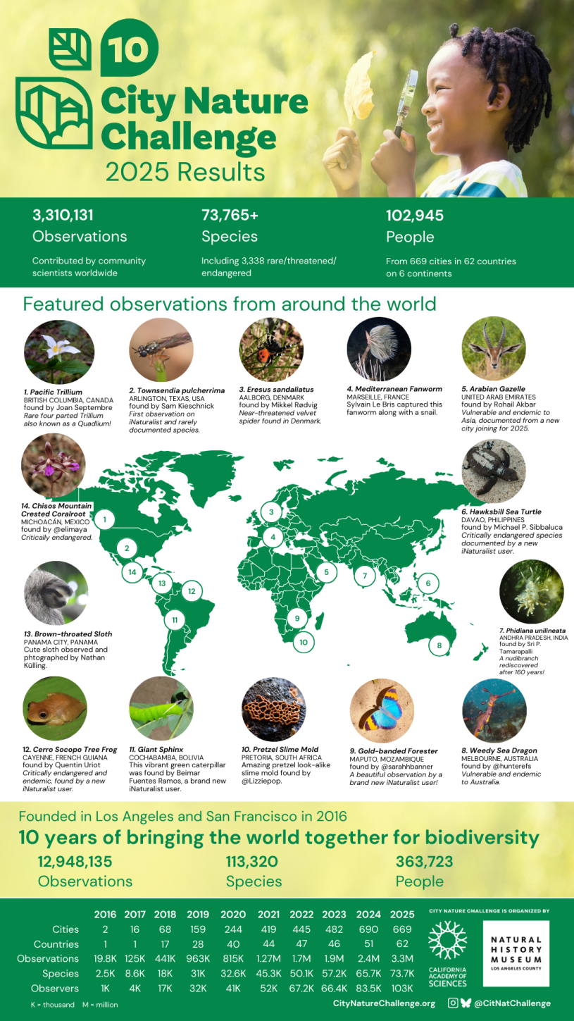 Infographic showing images of observations and totals from the 2025 City Nature Challenge