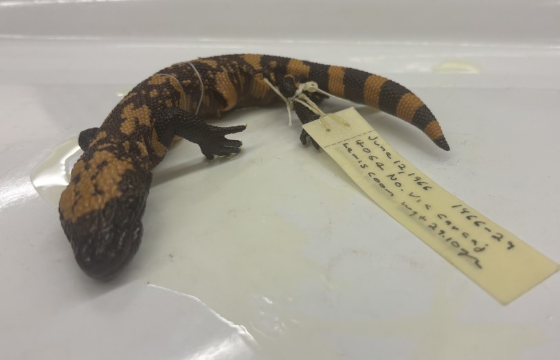 A collection specimen of a juvenile Gila monster (Heloderma suspectum) with a tag hanging from its leg