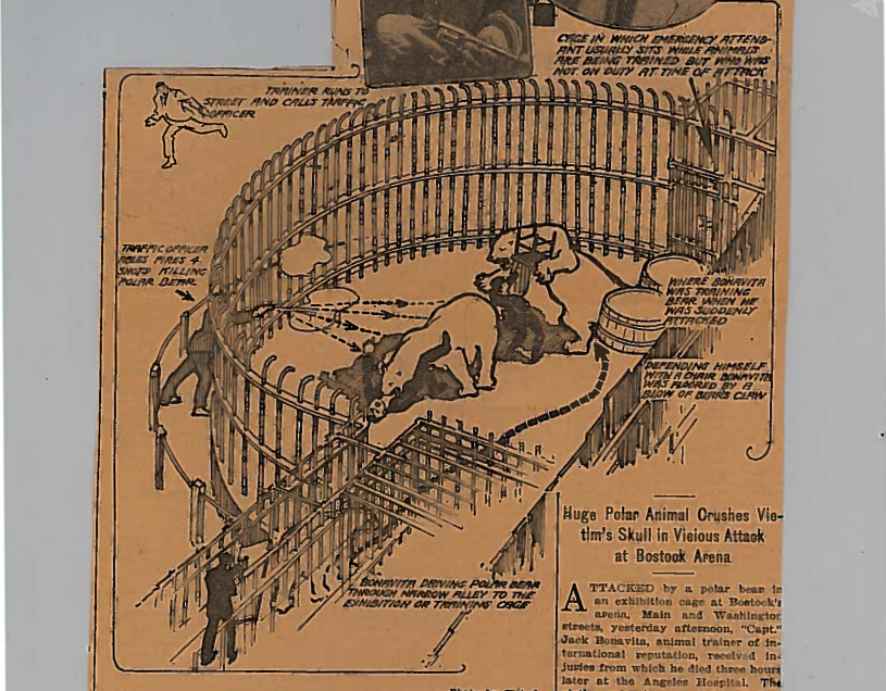 Old-timey news paper illustration of polar bear attacking trainer, policeman shooting polar bear