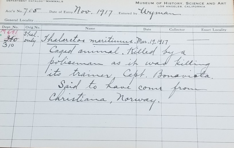 A card with details about the accession of piccolo the polar bear into the collections