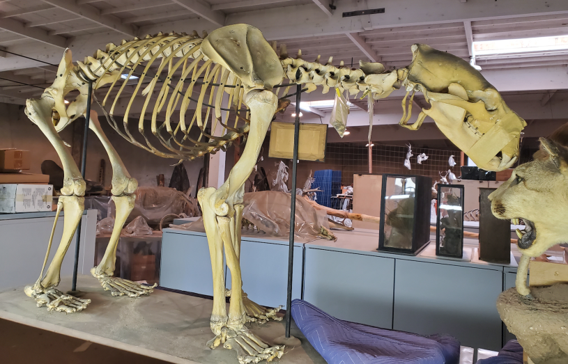 An articulated polar bear skeleton next to the taxidermied head of a puma