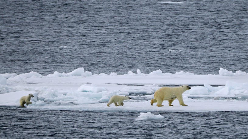 An adult polar bear walks ahead of two cubs, all of whom are still wet from a recent dive in the water