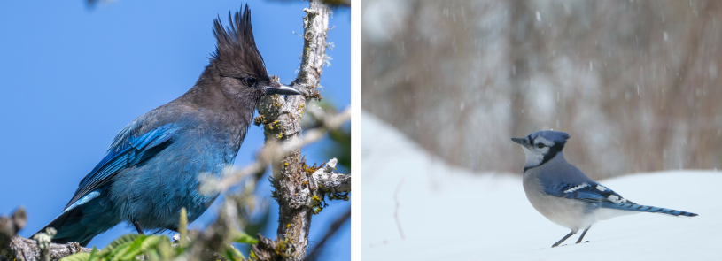 side by side image of a Stellar's jay in a tree and a blue jay on a snowy ground