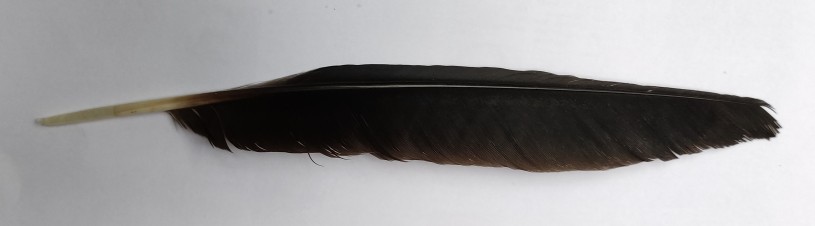 A long crow feather 