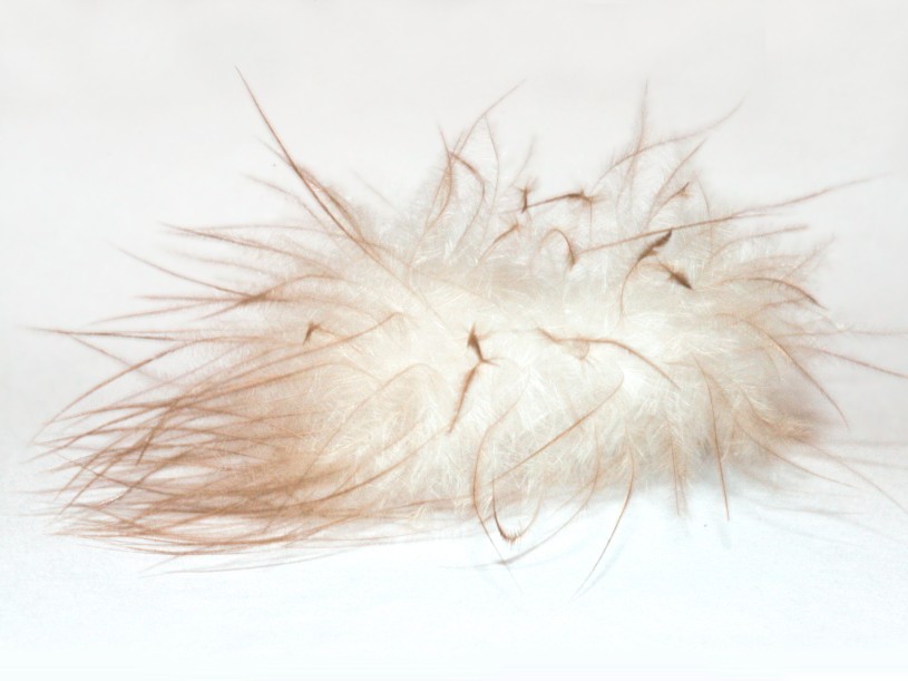 A white down feather