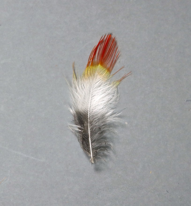 A Tangara chilensis feather with a red tip, white midddle and black base