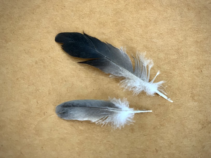 Two pigeon feathers
