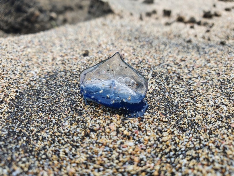 by-the-wind sailor blue blob