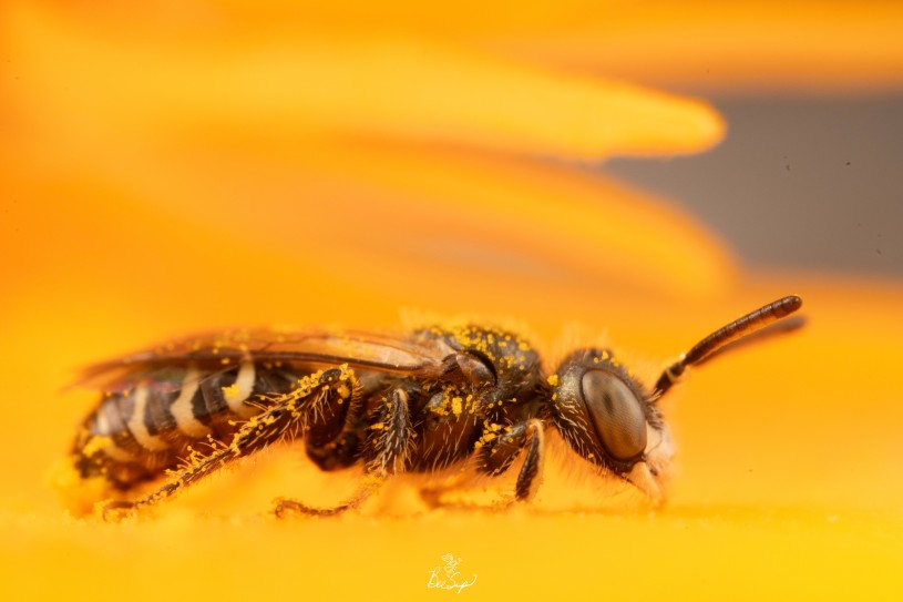 A fairy poppy bee on a a flower with pollen on its legs