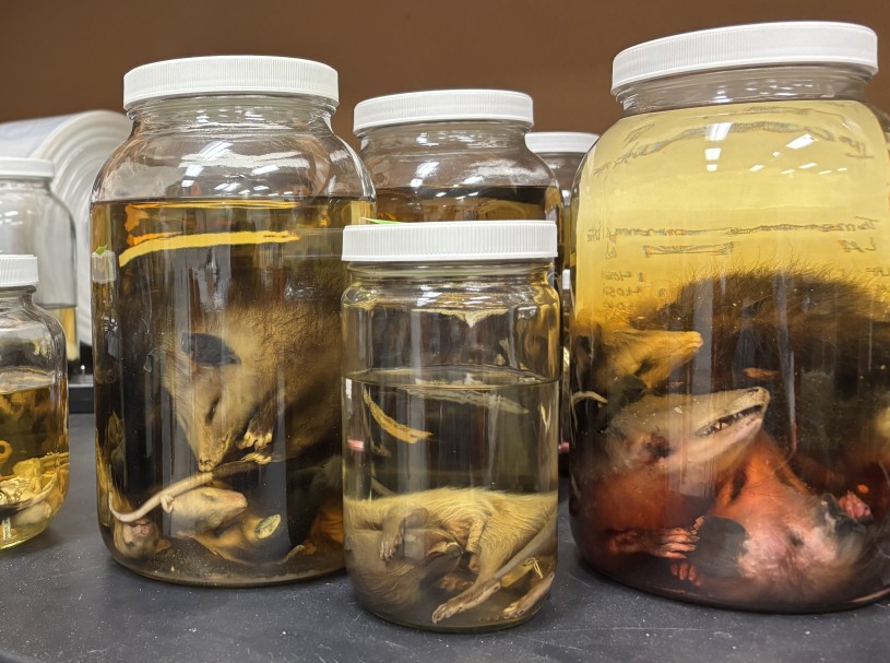 Wet collection jars of opossums