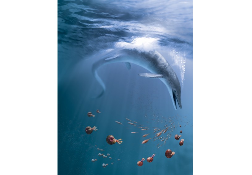 The giant ichthyosaur Cymbospondylus youngorum dives into the ocean surrounded by ammonites