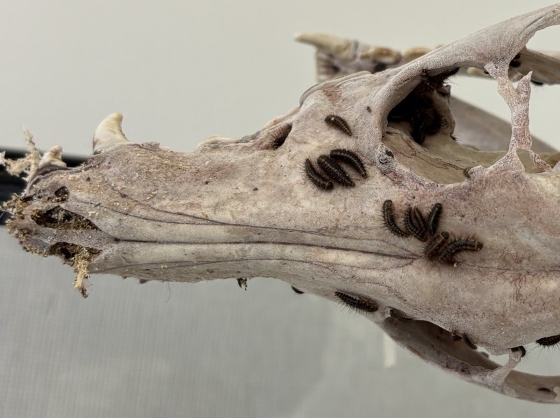 Dermestid beetle larvae scouring a coyote skull