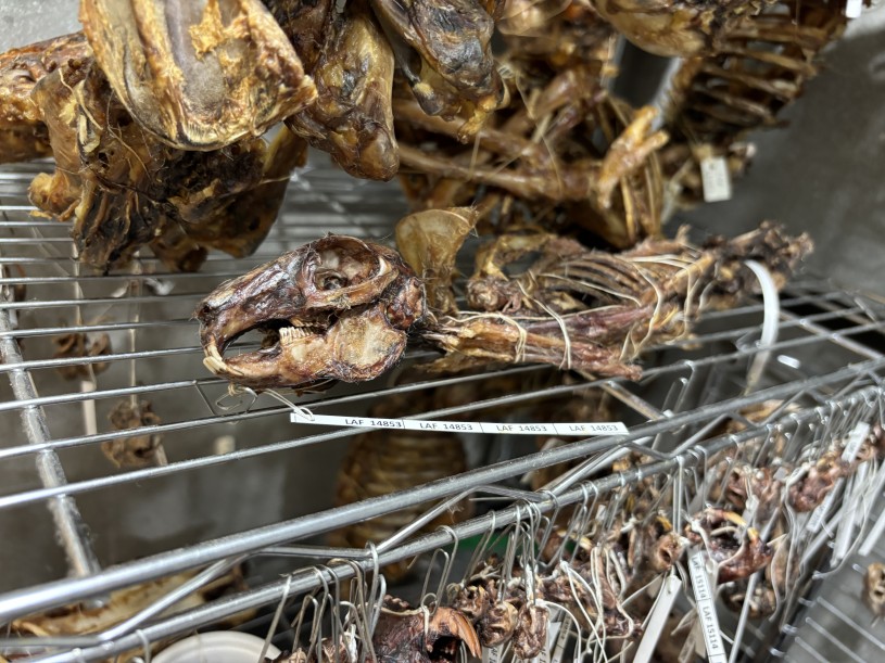 Drying small animal carcasses with tags on them 