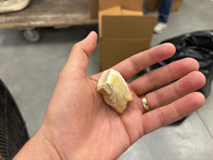 A hand holding a rhino tooth