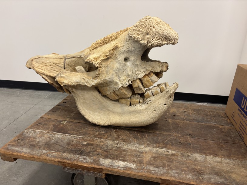 A rhinoceros' skull on a wooden cart