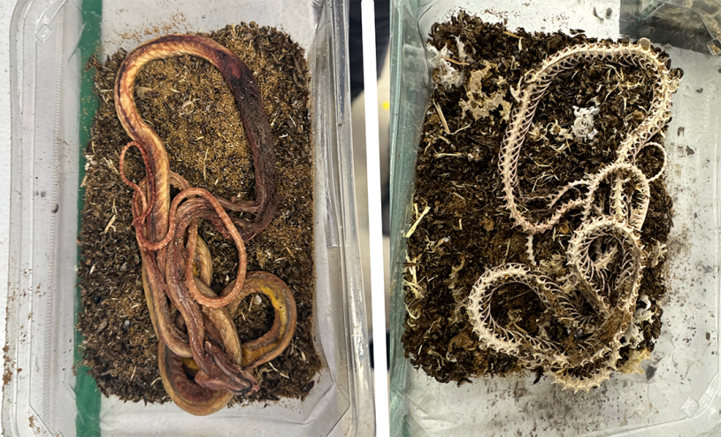 Side by side images of a skinned gopher snake carcass next to skeletonized snake 