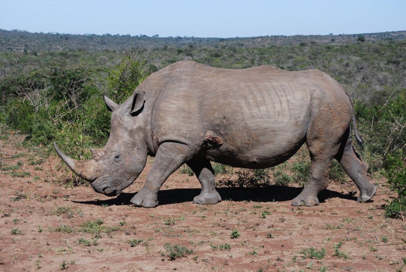 Southern White Rhino in the wild