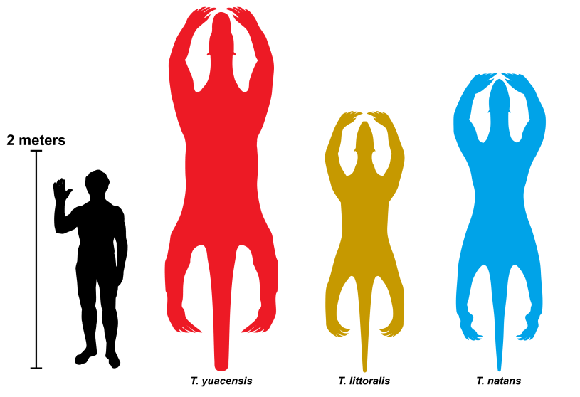 A color-coded size comparison of aquatic sloths next to a human