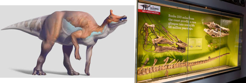 Illustration of a duck-billed dinosaur next to a case featuring its actual skull and tale along with a mosasaur skull