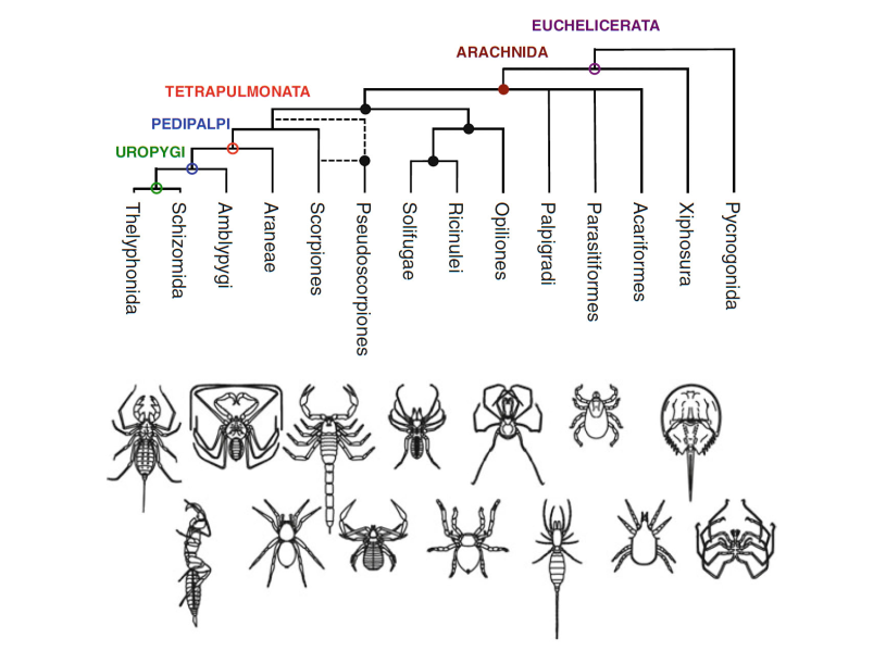 Phylogenetic tree of insects 