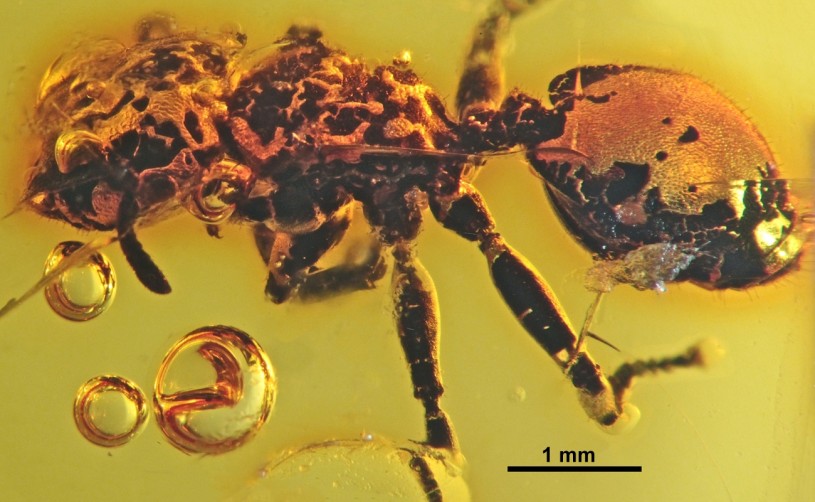 a turtle ant specimen in amber