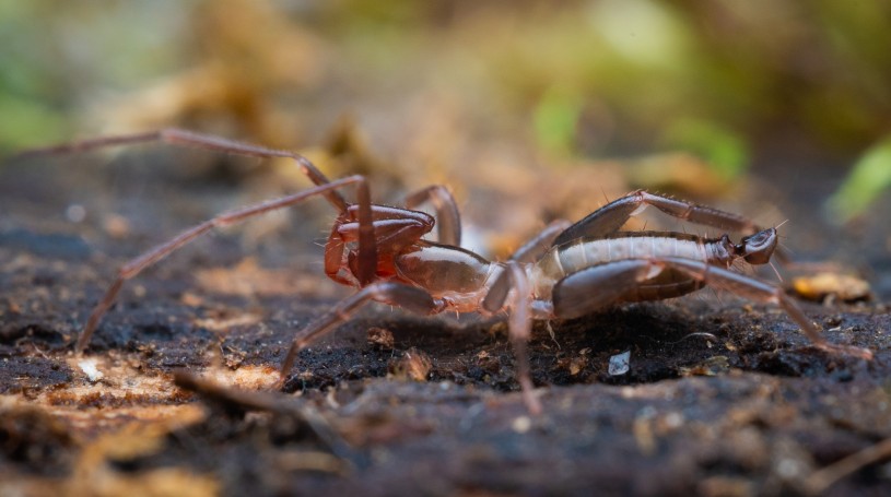A photo of a brown schizomid, or short-taild whip-scorpion, taken close up on the ground