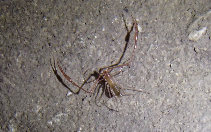 Pseudoscorpión troglobio en una cueva Rodrigo Monjaraz Ruedas